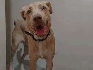 Cachorro raça Labrador com pit bul  idade 7 a 11 meses nome Zeus 