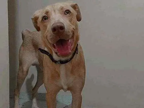 Cachorro ra a Labrador com pit bul  idade 7 a 11 meses nome Zeus 