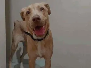 Cachorro raça Labrador com pit bul idade 7 a 11 meses nome Zeus