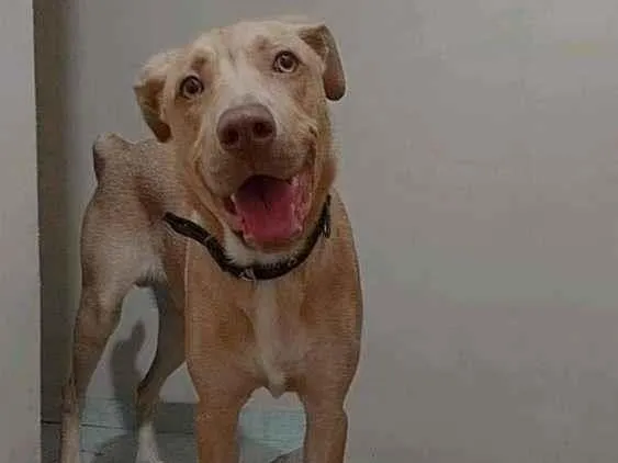 Cachorro ra a Labrador com pit bul idade 7 a 11 meses nome Zeus