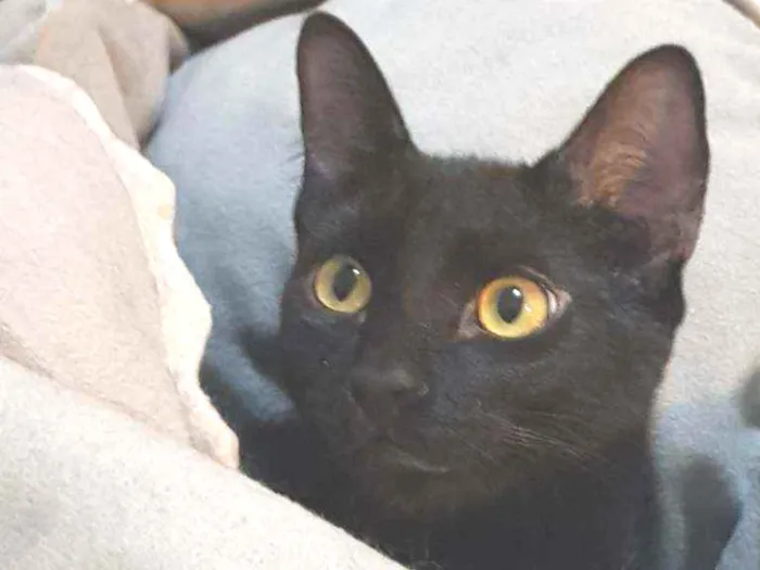Gato ra a SRD idade 2 a 6 meses nome Zulú