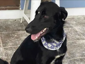 Cachorro raça Sem raça definida idade 1 ano nome SEBASTIAN 