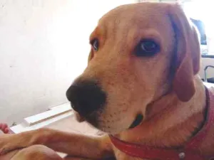 Cachorro raça Labrador retriver idade 7 a 11 meses nome Pongo