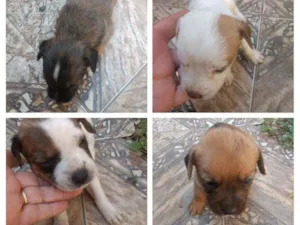Cachorro raça SRD idade Abaixo de 2 meses nome Filhotes 