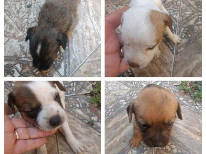 Cachorro ra a SRD idade Abaixo de 2 meses nome Filhotes 