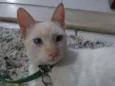 Chico