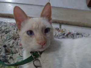 Gato raça Indefinido idade 2 a 6 meses nome Chico