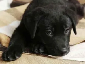 Cachorro raça Mestiço  idade 2 a 6 meses nome Duque 