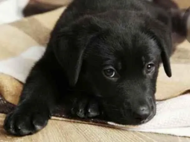 Cachorro ra a Mestiço  idade 2 a 6 meses nome Duque 