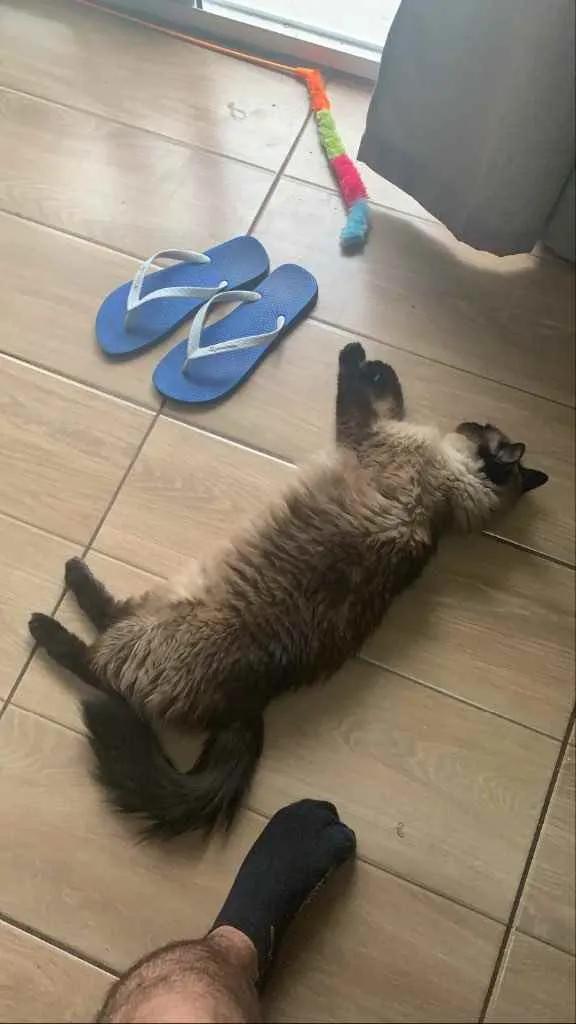 Gato raça Sialata  idade 2 anos nome Ritinha