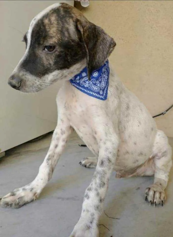 Cachorro ra a SRD idade 2 a 6 meses nome Eros
