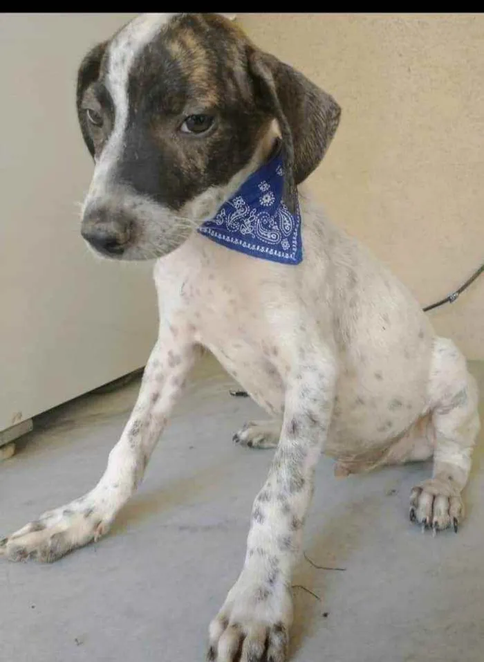 Cachorro ra a SRD idade 2 a 6 meses nome Eros