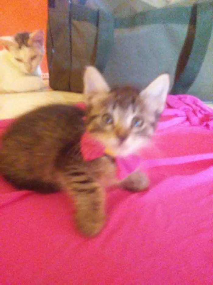 Gato ra a  idade  nome Fofucha