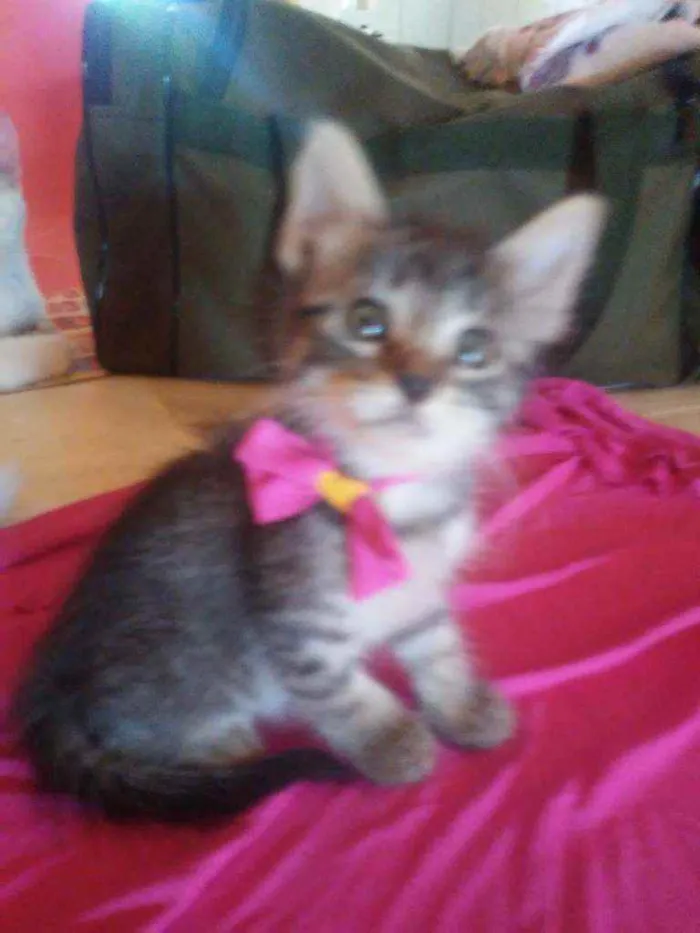 Gato ra a  idade  nome Fofucha