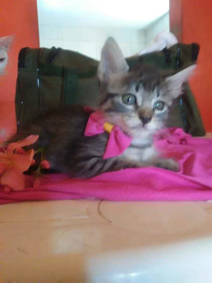 Gato ra a  idade  nome Fofucha