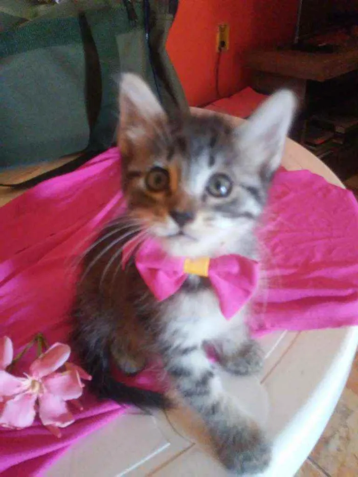 Gato ra a  idade  nome Fofucha