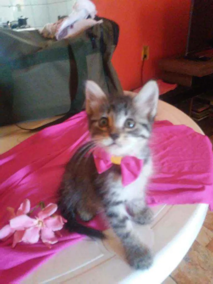 Gato ra a  idade  nome Fofucha