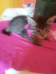 Fofucha