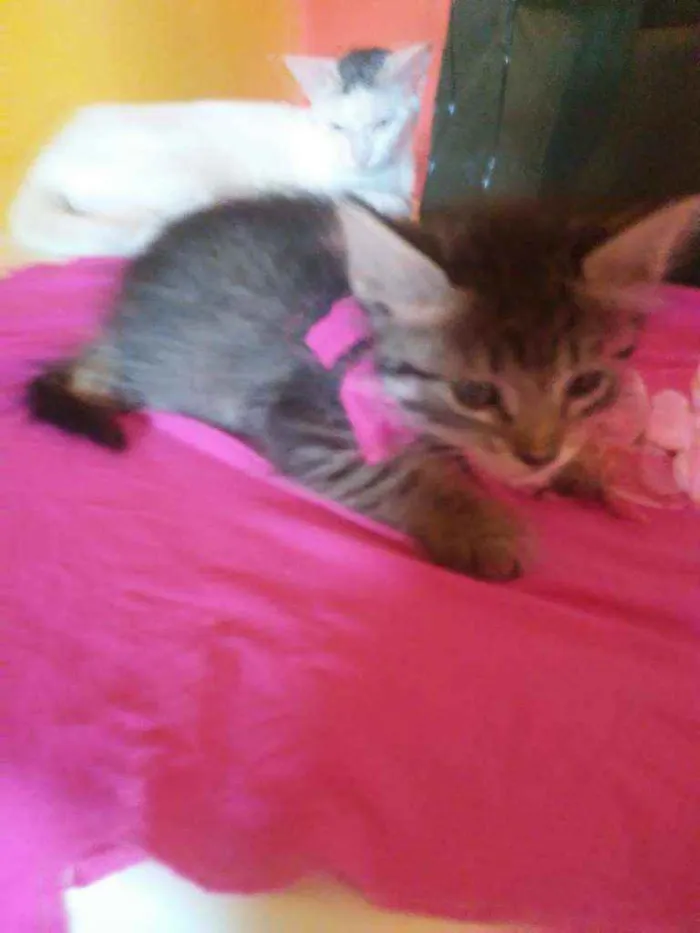 Gato ra a  idade  nome Fofucha