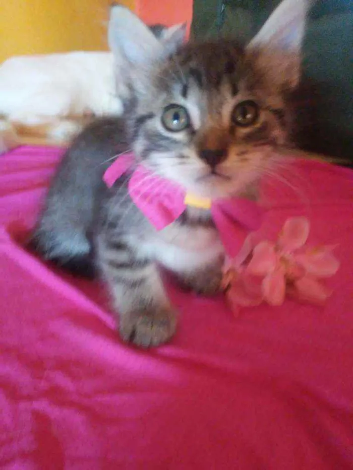 Gato ra a  idade  nome Fofucha