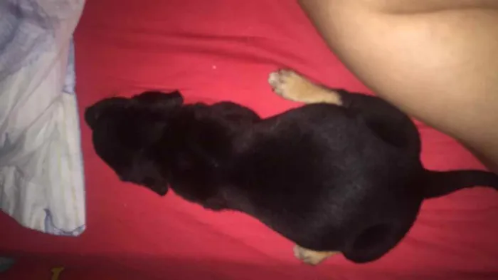 Cachorro ra a Vira-lata  idade Abaixo de 2 meses nome Ursinho 