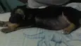 Ursinho 