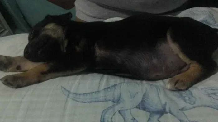 Cachorro ra a Vira-lata  idade Abaixo de 2 meses nome Ursinho 