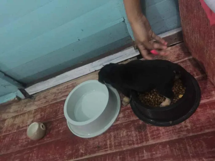 Cachorro ra a Vira-lata  idade Abaixo de 2 meses nome Ursinho 