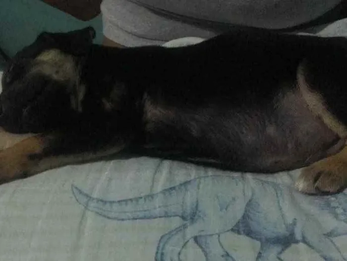 Cachorro ra a Vira-lata  idade Abaixo de 2 meses nome Ursinho 