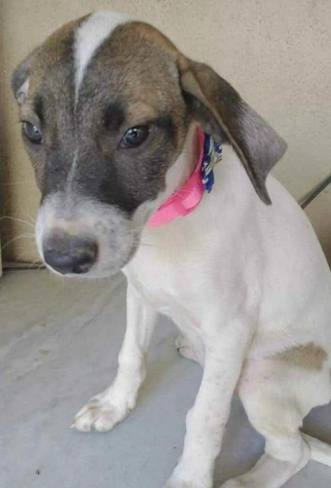 Cachorro ra a SRD idade 2 a 6 meses nome Liz