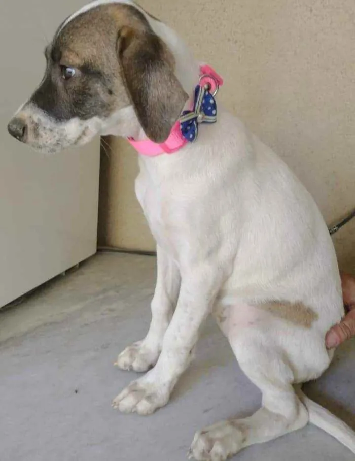 Cachorro ra a SRD idade 2 a 6 meses nome Liz