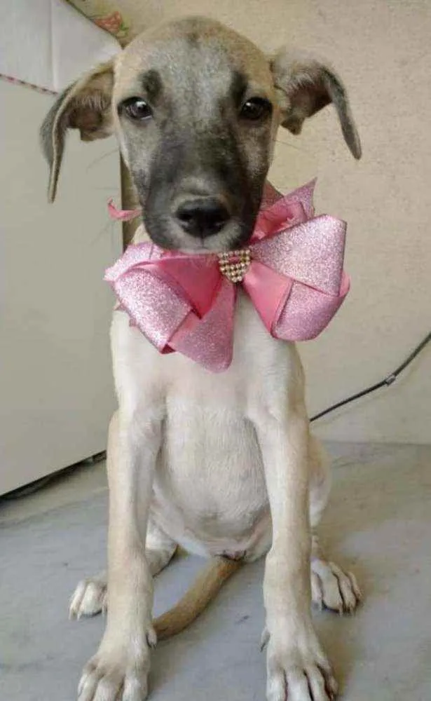 Cachorro ra a SRD idade 2 a 6 meses nome Azaléia