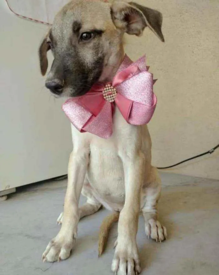 Cachorro ra a SRD idade 2 a 6 meses nome Azaléia