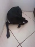 Cachorro raça Não importa idade 4 anos nome Joca