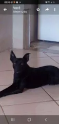 Cachorro raça Não importa idade 4 anos nome Joca