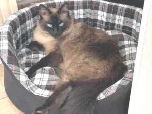 Gato raça Sialata  idade 2 anos nome Ritinha