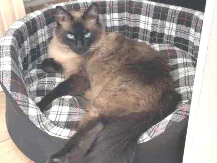 Gato raça Sialata  idade 2 anos nome Ritinha