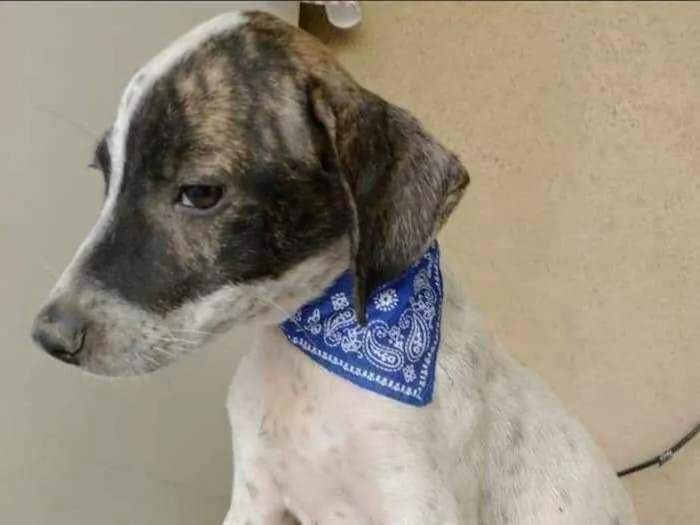 Cachorro ra a SRD idade 2 a 6 meses nome Eros