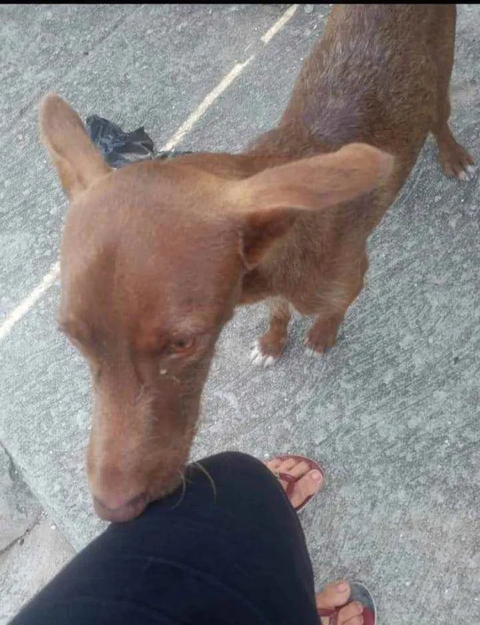 Cachorro raça SRD idade 7 a 11 meses nome Snoop