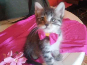 Gato raça  idade  nome Fofucha