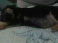 Ursinho 