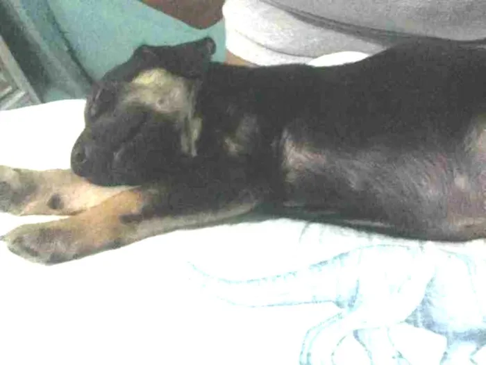 Cachorro ra a Vira-lata  idade Abaixo de 2 meses nome Ursinho 