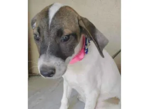 Cachorro raça SRD idade 2 a 6 meses nome Liz