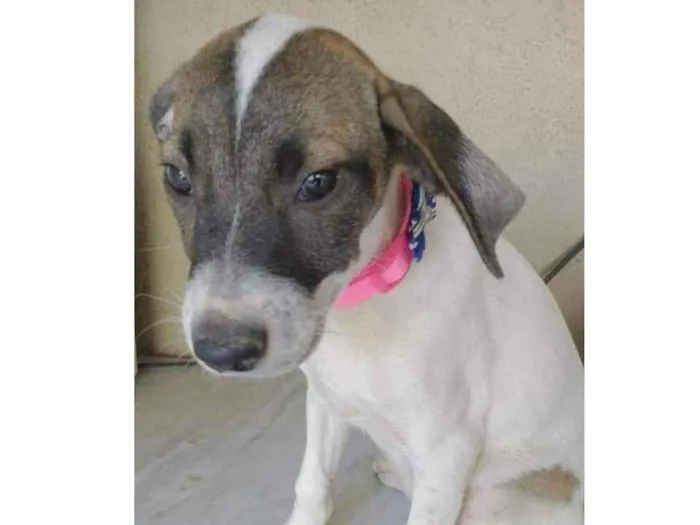 Cachorro ra a SRD idade 2 a 6 meses nome Liz
