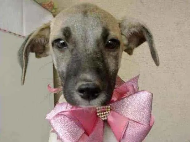 Cachorro ra a SRD idade 2 a 6 meses nome Azaléia