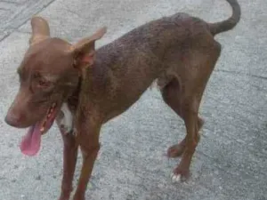 Cachorro raça SRD idade 7 a 11 meses nome Snoop