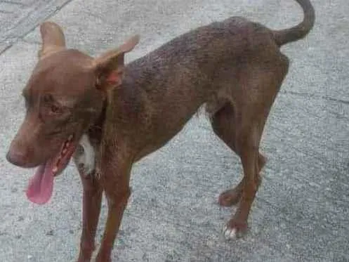 Cachorro raça SRD idade 7 a 11 meses nome Snoop