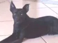 Cachorro raça Não importa idade 4 anos nome Joca