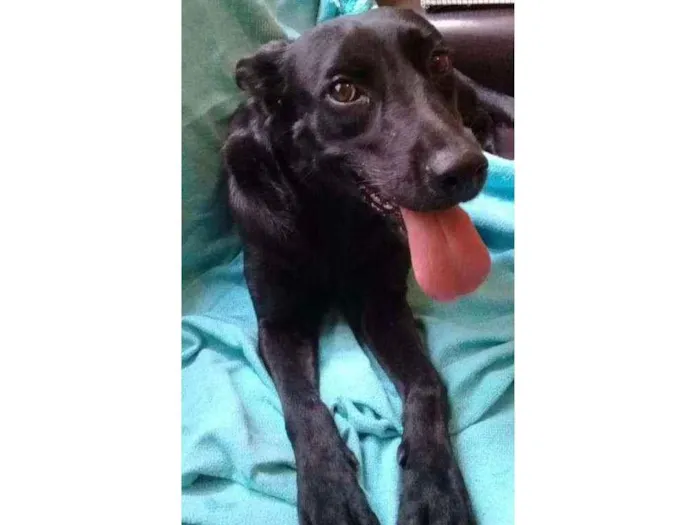 Cachorro raça SRD idade 1 ano nome Lady