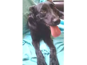 Cachorro raça SRD idade 1 ano nome Lady